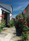 Roses trémières dans l'Ile de Ré (Charente Maritime)